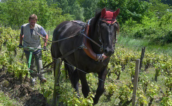 Boer ploegt veld met paard en ploeg.